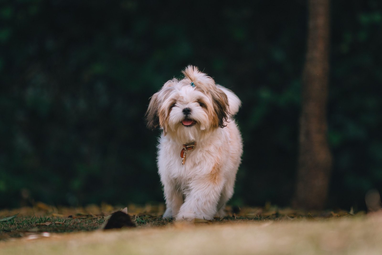 Mohan Prasad with his Shih Tzu, the dog who inspired Royalfurr